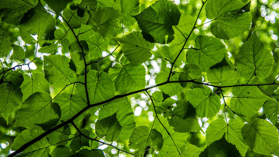 Small-leaved lime looking up into canopy