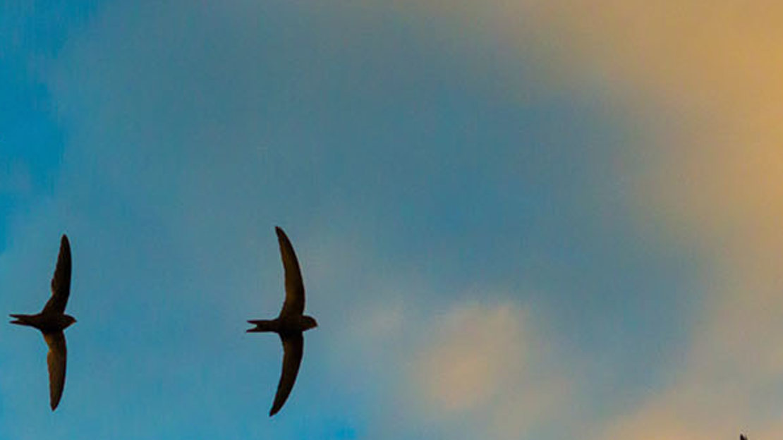 Swifts in flight. Swifts in flight.