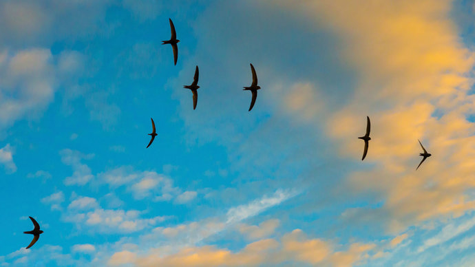 Swifts in flight.