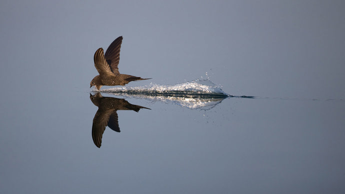 Swift hunting over water.