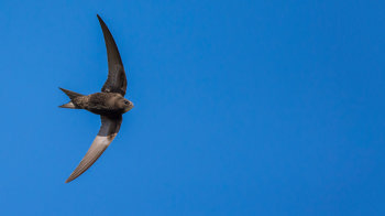 Swift flying.