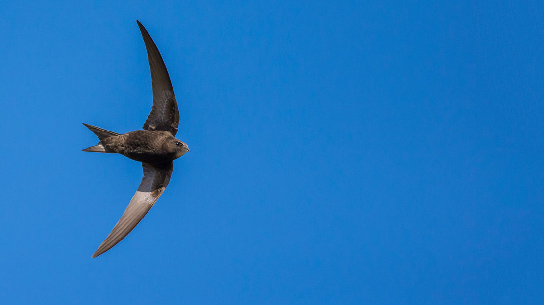 Swift flying.