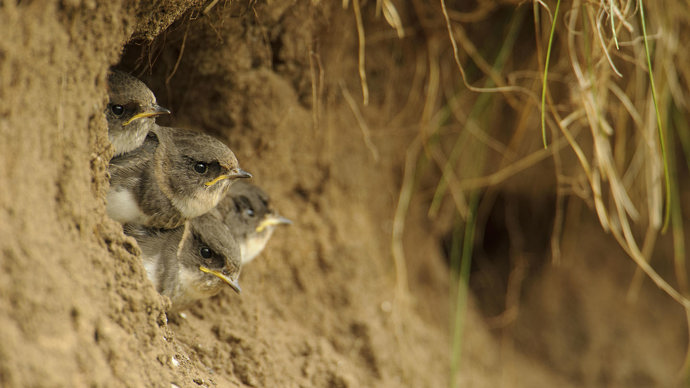 Sand martin chicks.