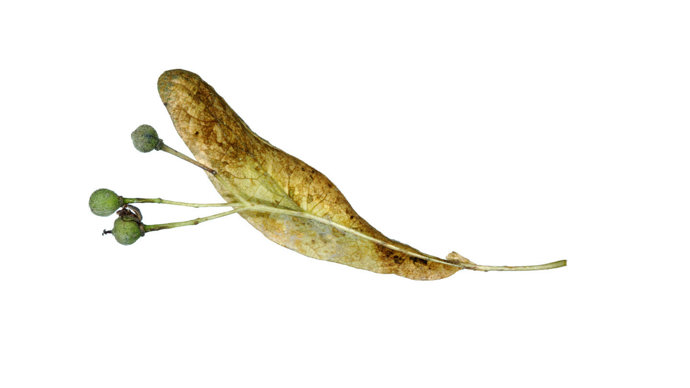 Small-leaved lime seed pod on a white background
