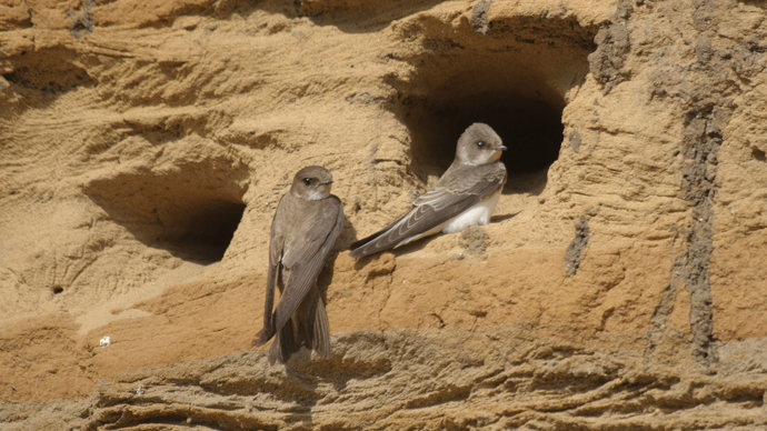 Sand martin at nest hole.