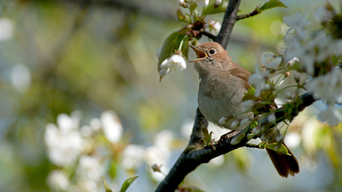 Singing nightingale.