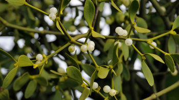 Mistletoe berries 