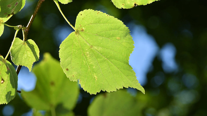 Small-leaved lime single leaf