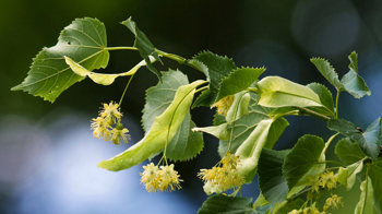 Small-leaved lime flowering branch