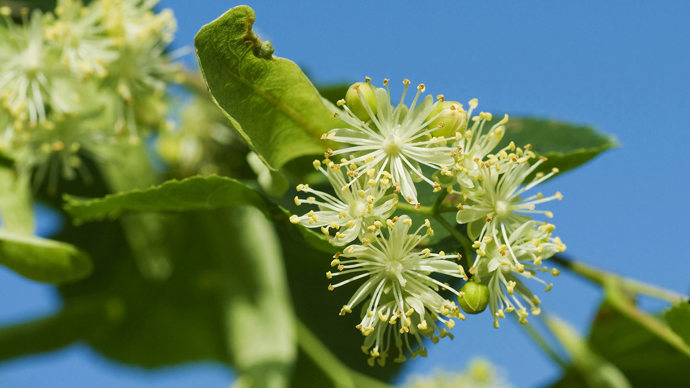 Small-leaved lime flowers close-up