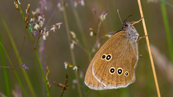 Ringlet butterfly perched on grass showing underwing Ringlet butterfly perched on grass showing underwing