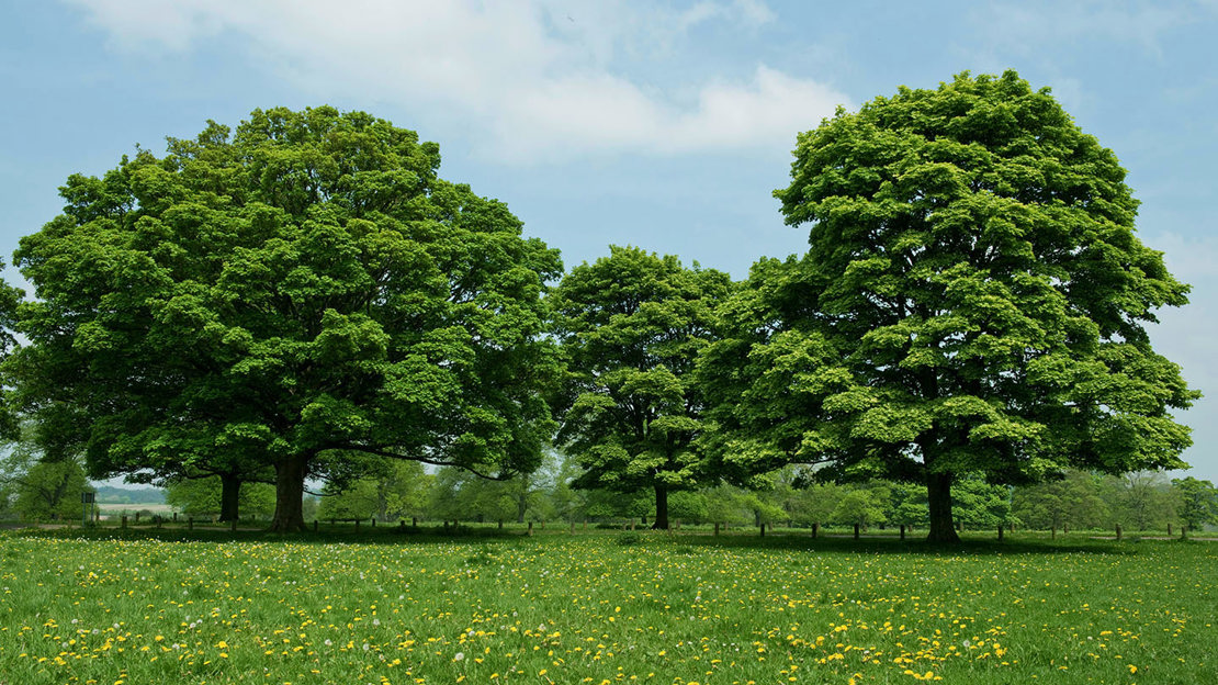 Norway maple trees in spring in a field