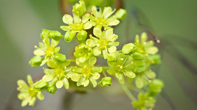 Norway maple flowers