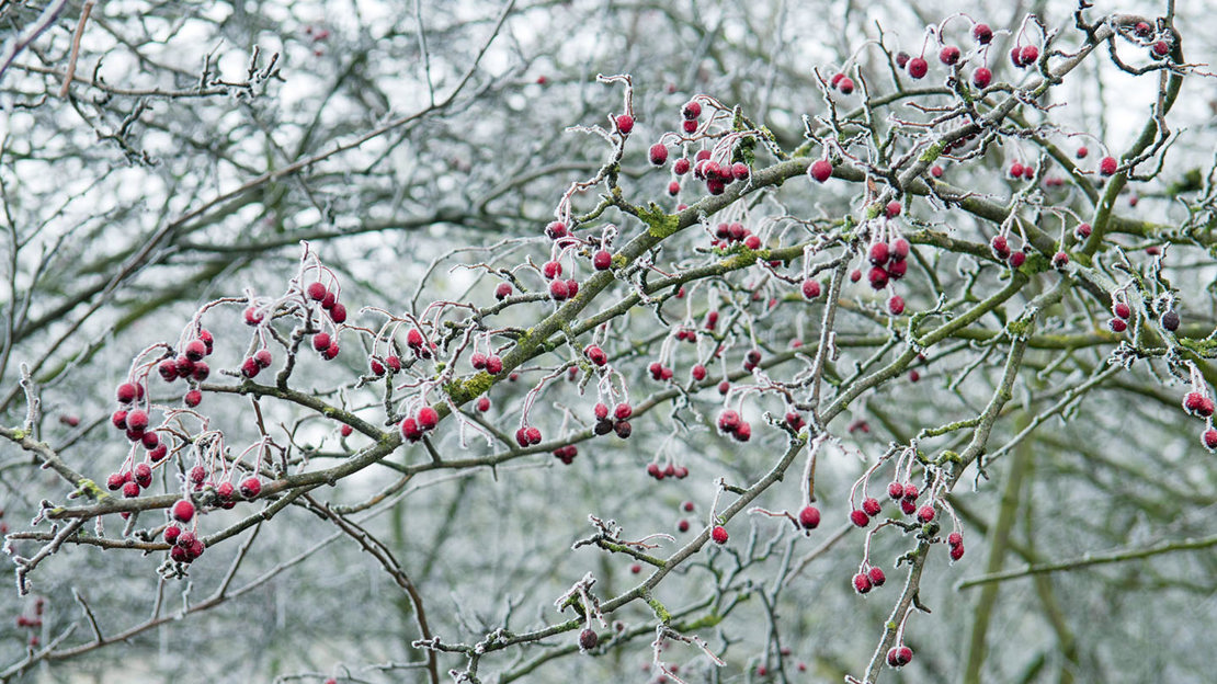 Midland hawthorn with red berries in winter