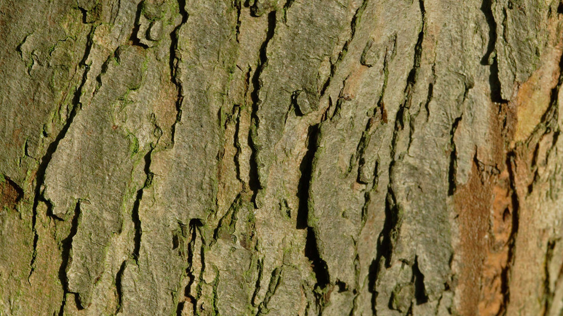 Midland hawthorn bark close-up
