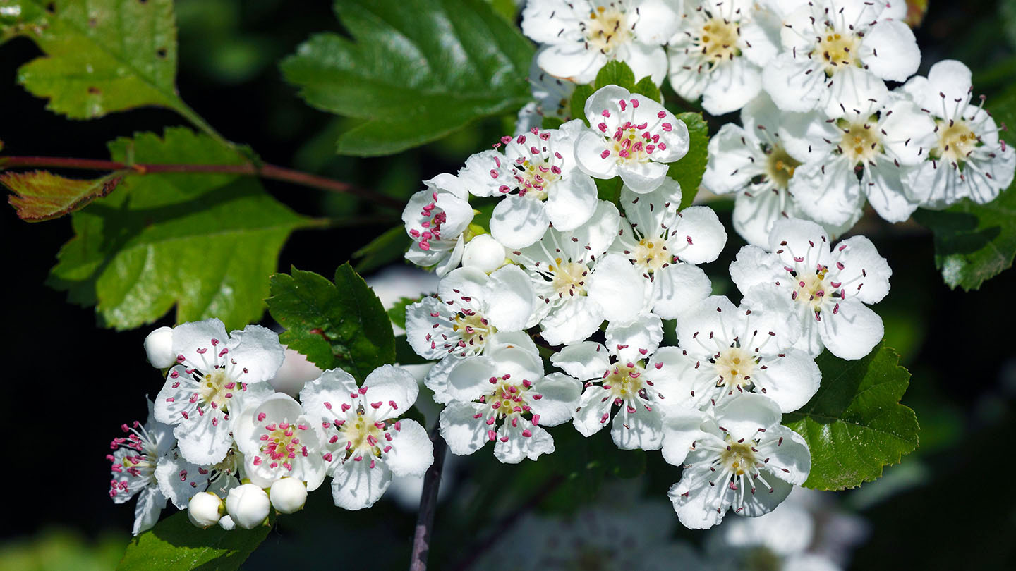 Midland Hawthorn (Crataegus laevigata) - Woodland Trust