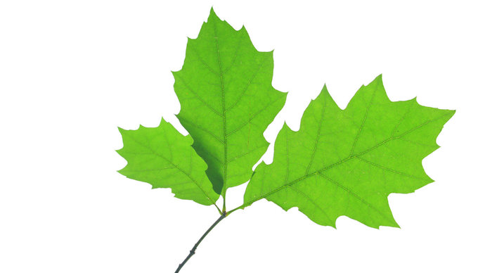 Red oak leaves on white background