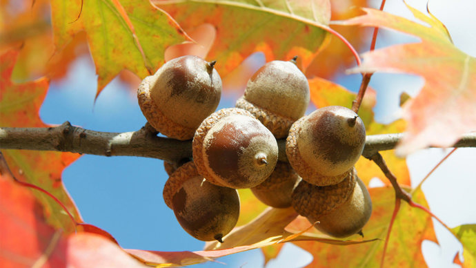 Red oak acorns in autumn