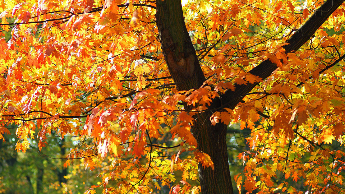 Red oak with autumn leaves