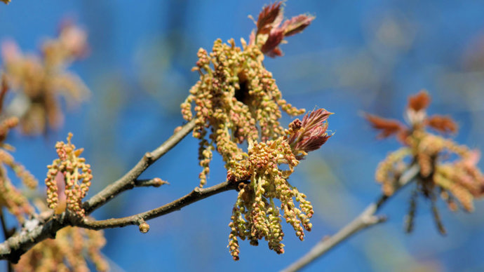 Red oak flowers on branch