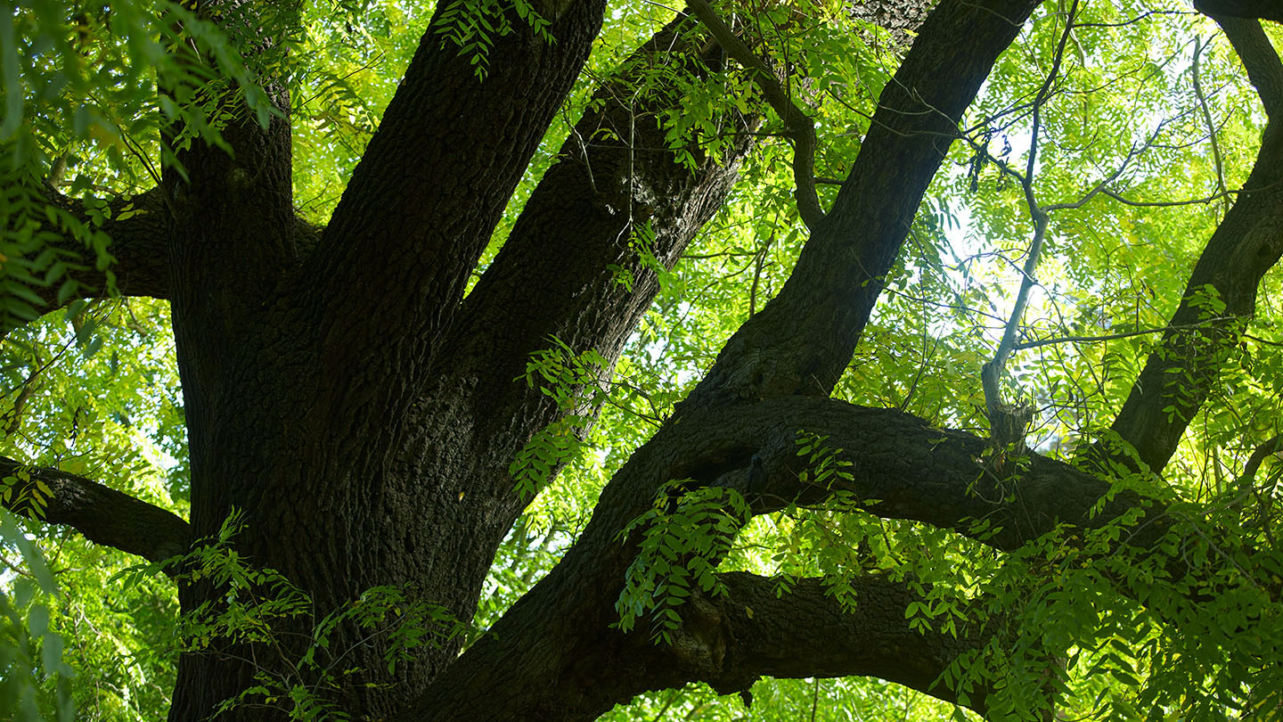 Black Walnut (Juglans nigra) - British Trees - Woodland Trust