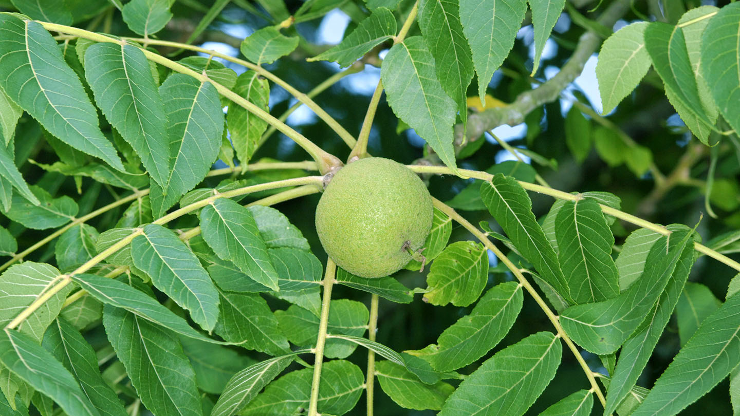 black walnut tree leaves
