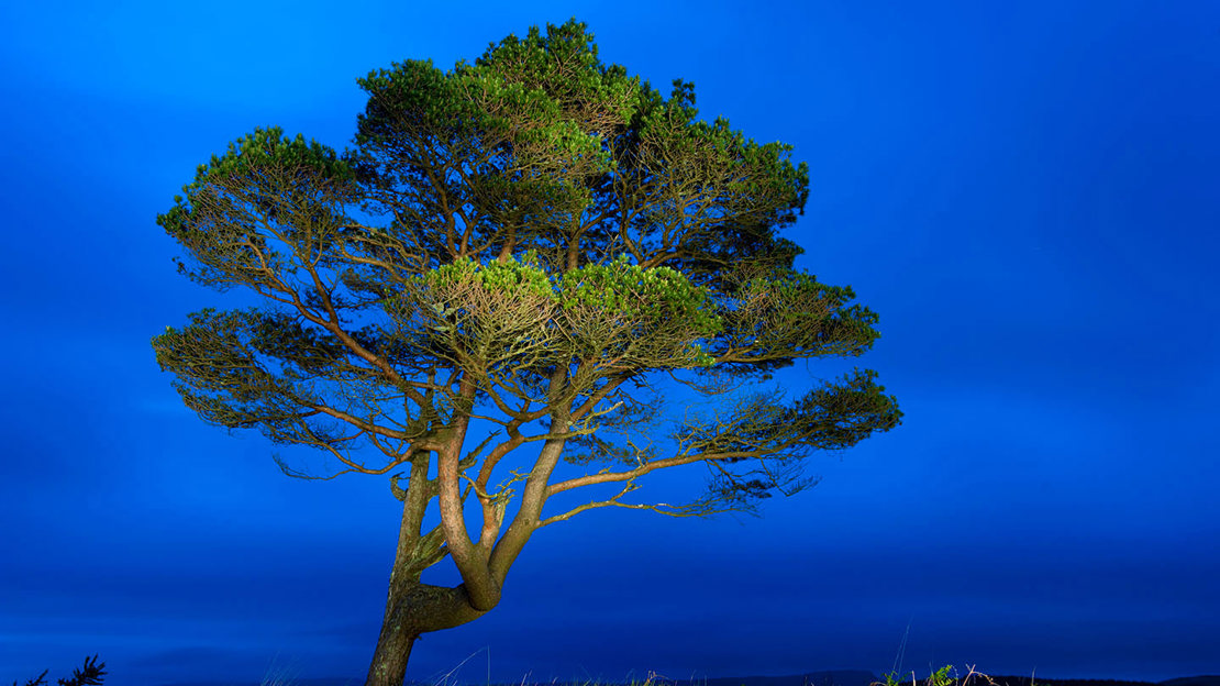 Scots pine at night