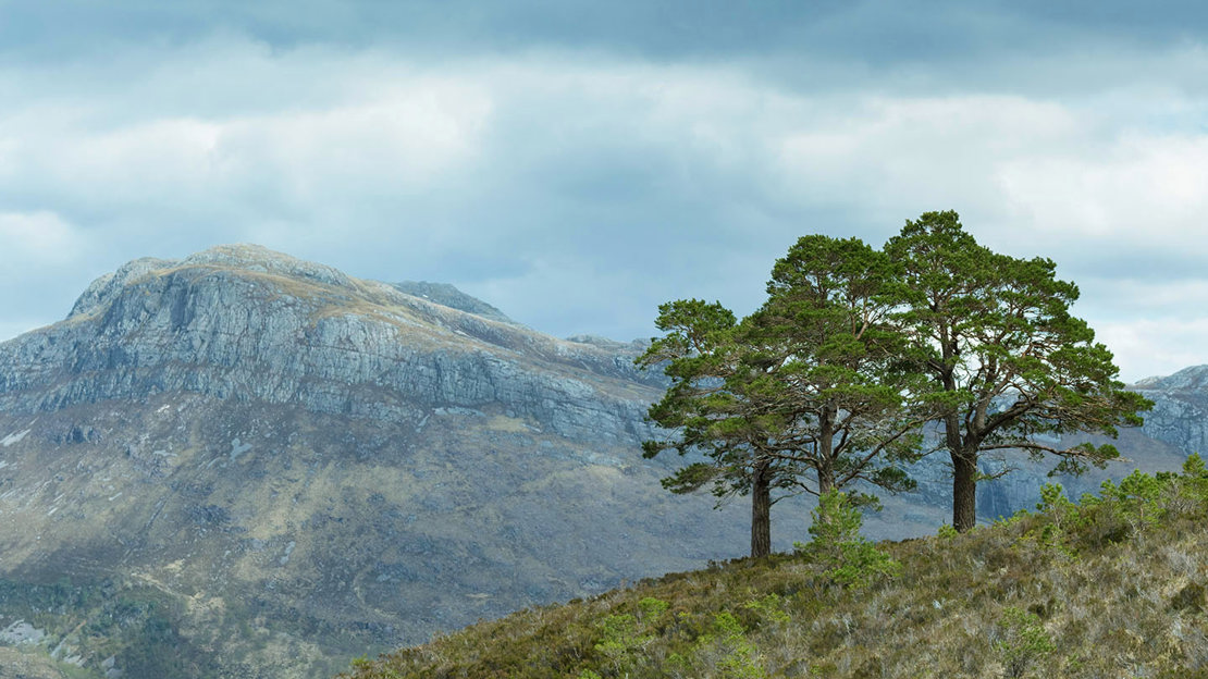 Scots pine remnants of the ancient Caledonian forest