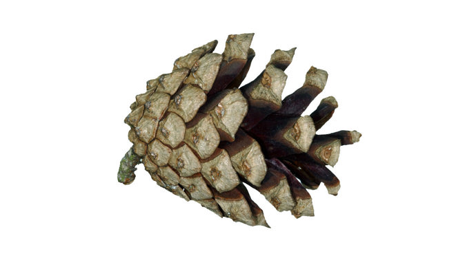 Scots pine dried pine cone on white background