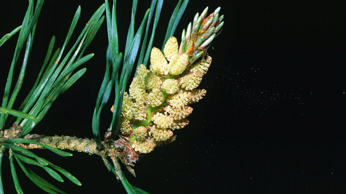 Scots pine male flowers releasing pollen