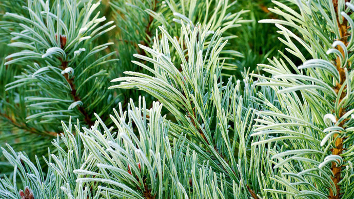 Scots pine needles close-up