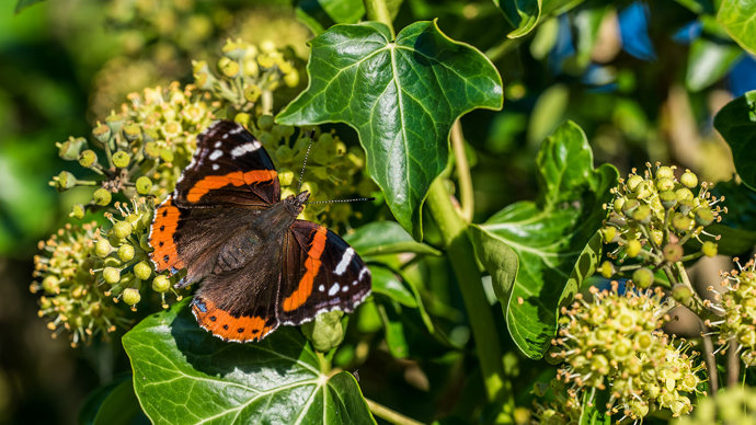 Butterfly on ivy plant