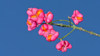 Spindle pink and orange fruits Spindle pink and orange fruits