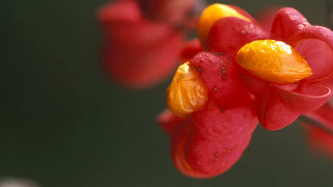 Spindle berries Spindle berries