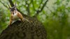Red squirrel looks into camera as it climbs down a tree trunk.