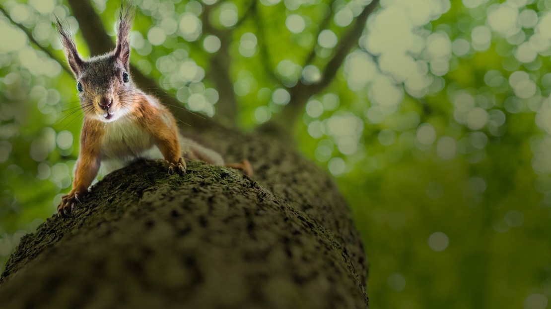 Red squirrel looks into camera as it climbs down a tree trunk. Red squirrel looks into camera as it climbs down a tree trunk.