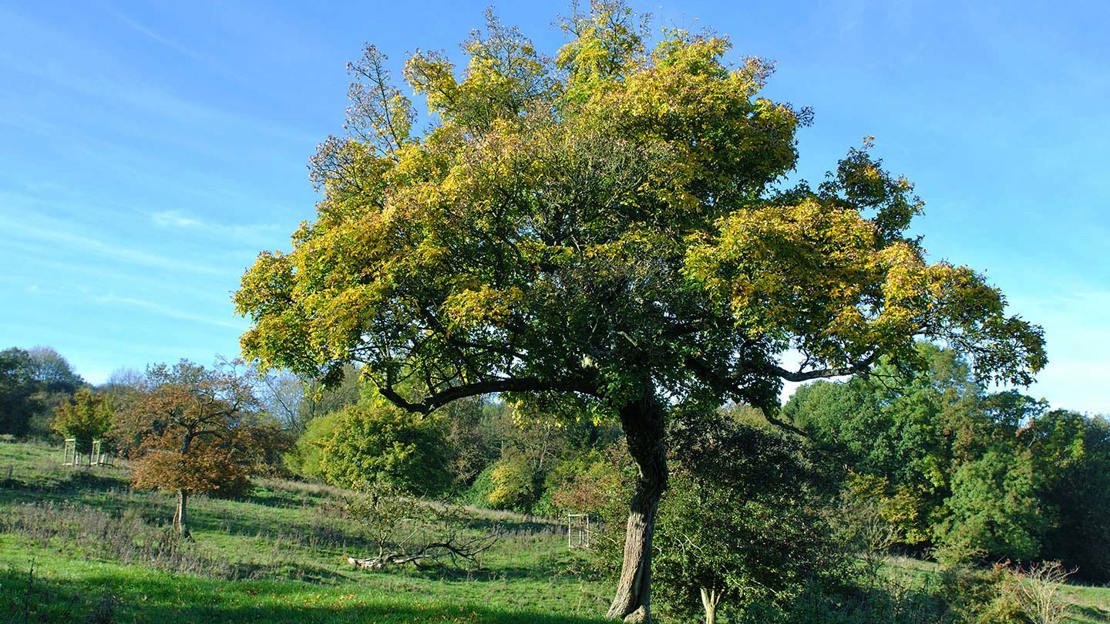 Field maple tree in autumn
