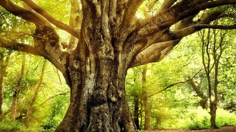 Umbraco.Cms.Infrastructure.PublishedCache.Property