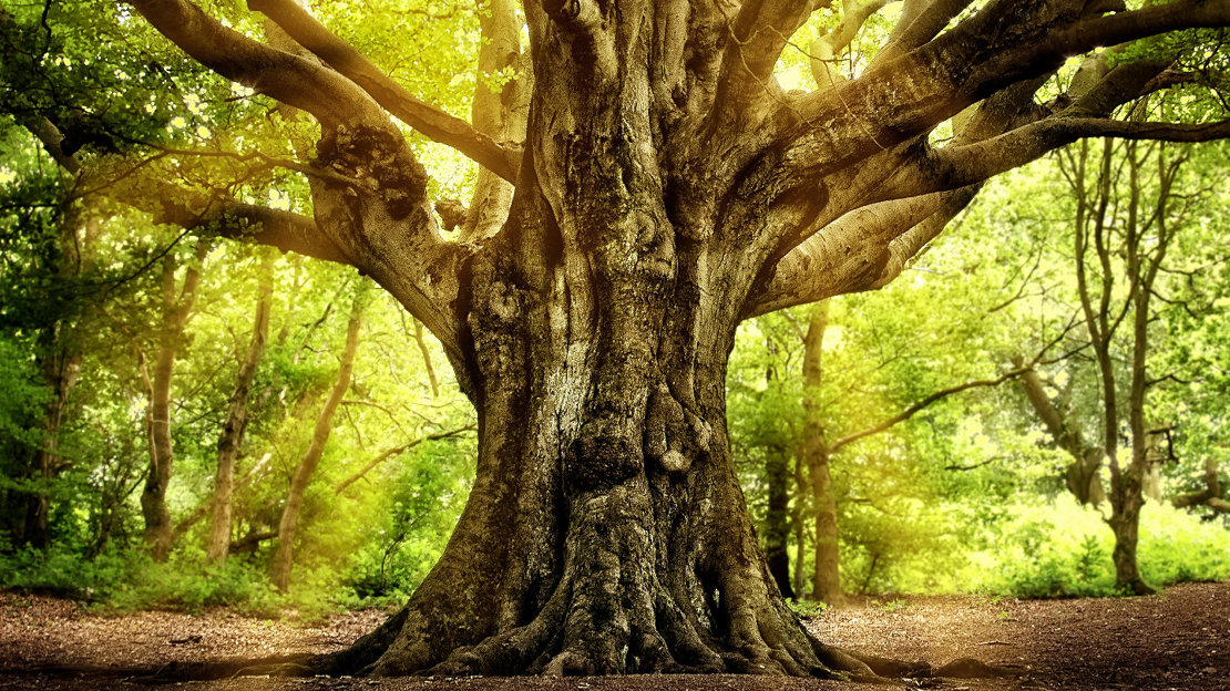 Ancient, gnarled tree in lush woodland, sun rising in background Ancient, gnarled tree in lush woodland, sun rising in background