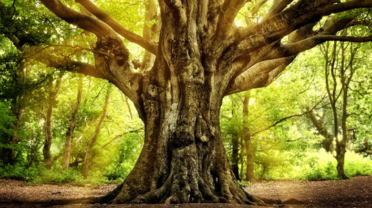 Ancient, gnarled tree in lush woodland, sun rising in background