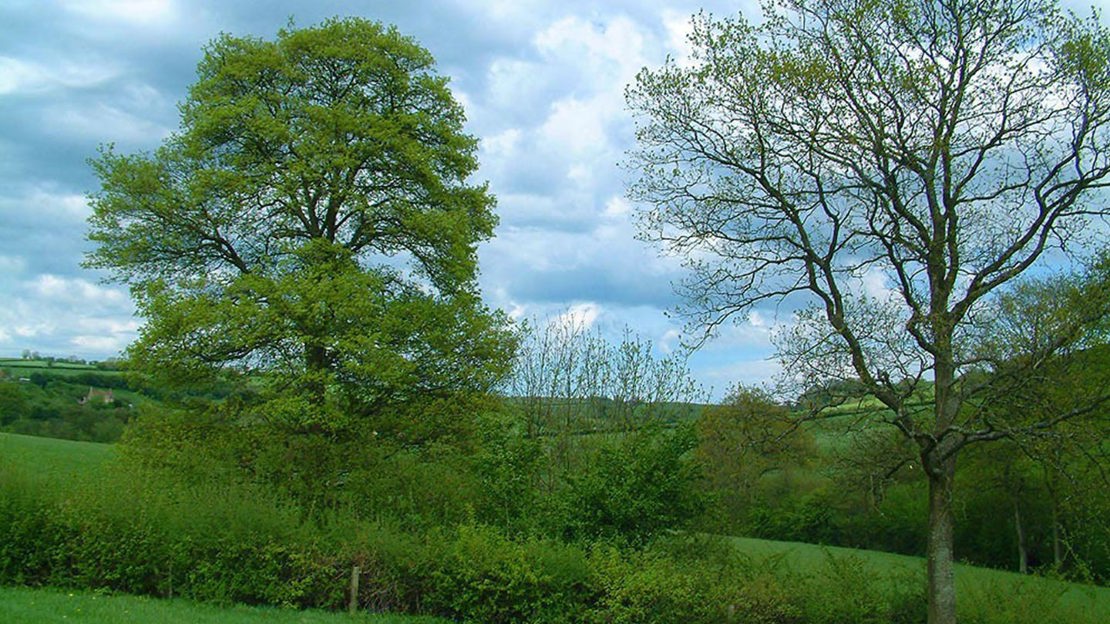 Field maple trees