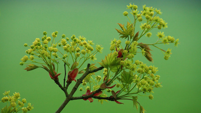 Field maple flowers