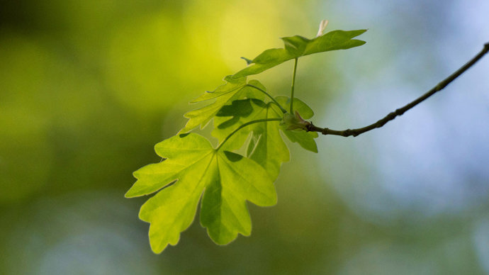 Field maple leaves