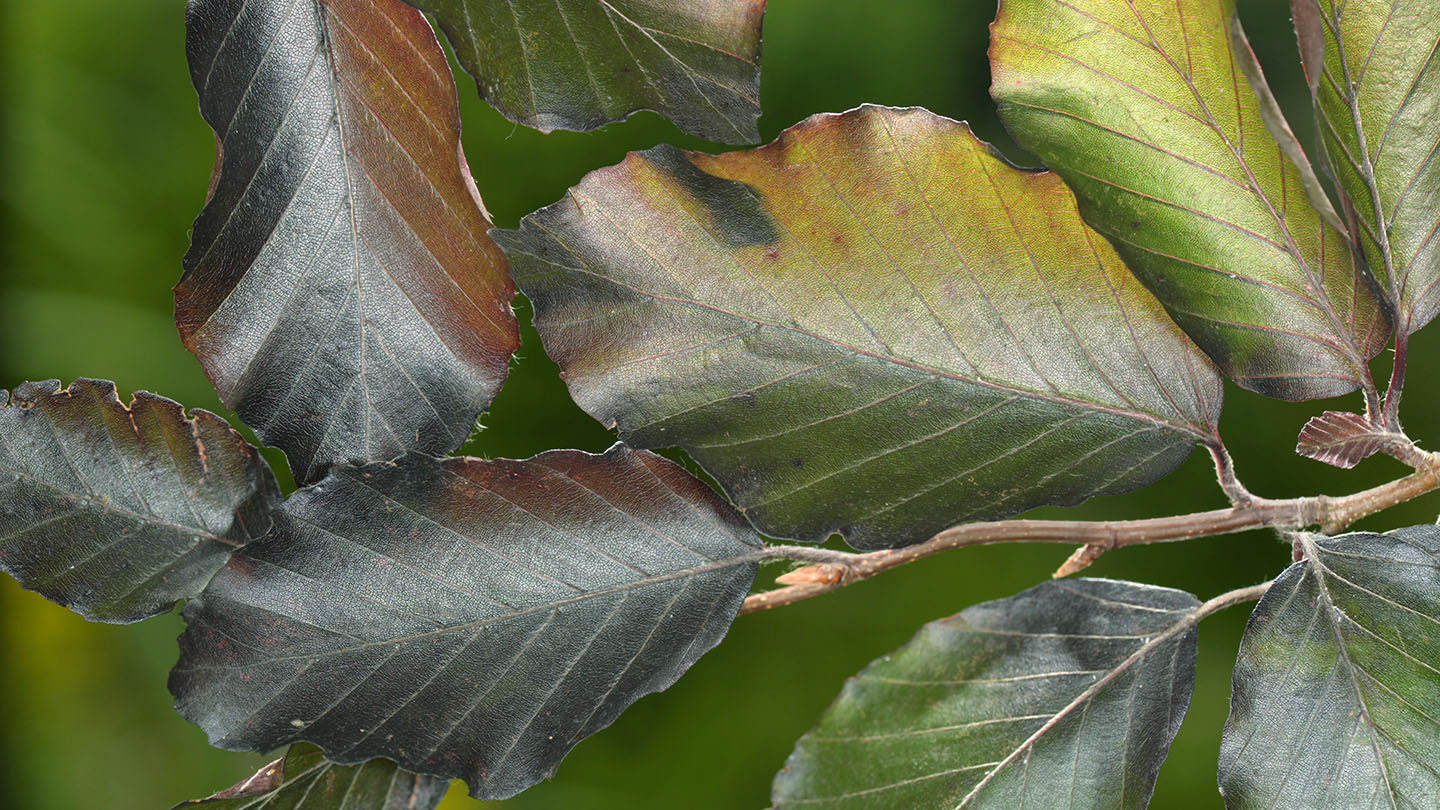 Copper Beech (Fagus sylvatica f. purpurea) Woodland Trust