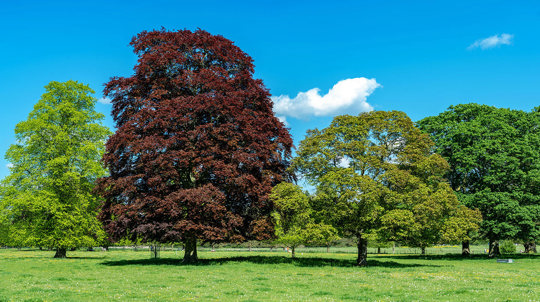 Copper beech tree in park