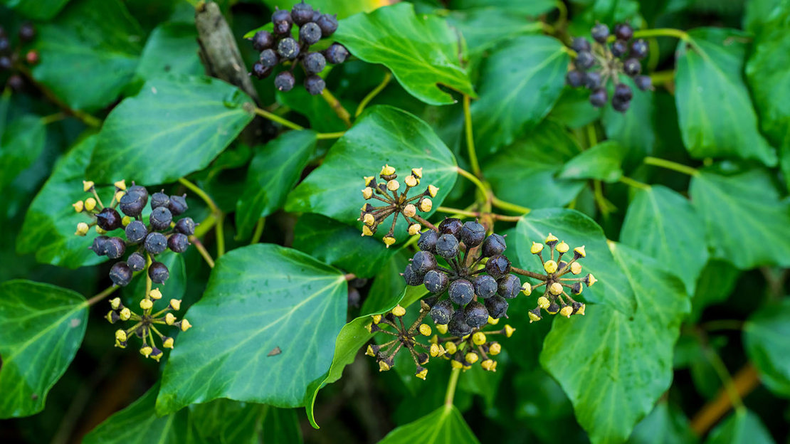 Ivy berries