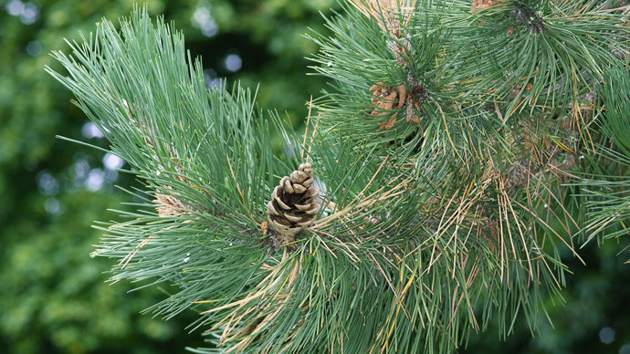 Black pine branch