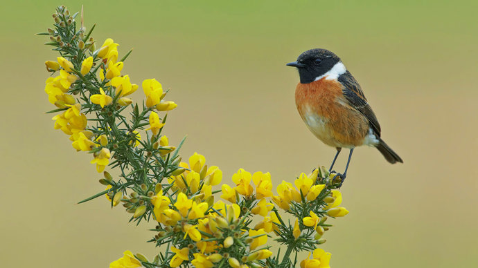 Male stonechat on a gorse bush