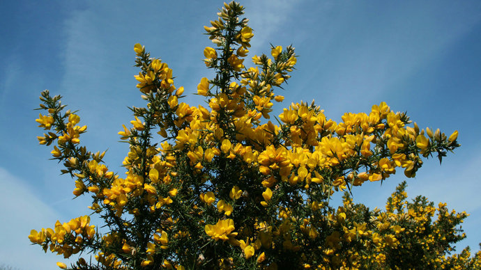Gorse bush in flower against a blue sky