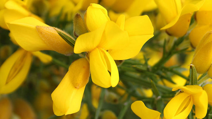 Bright yellow gorse flowers